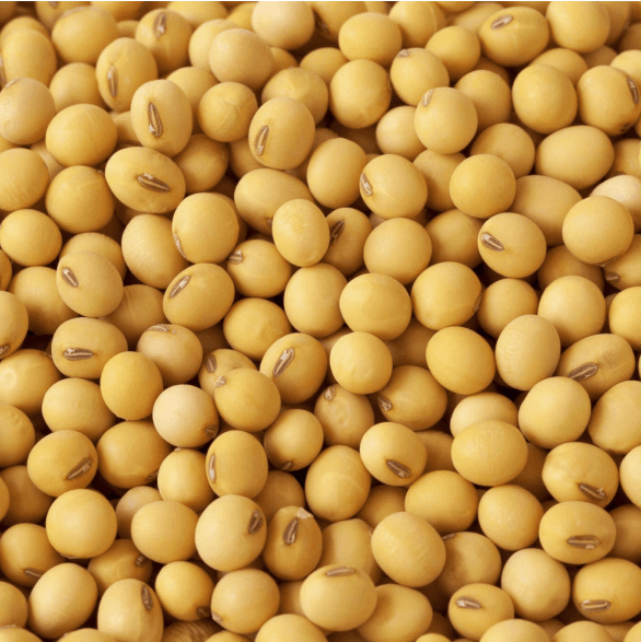 soya beans